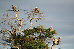 lions gomo gomo IMG_5045.JPG